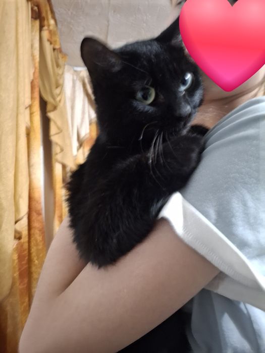 Кот!! Имя Борзый