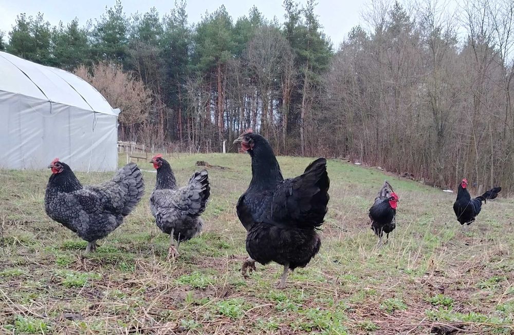 Australorp ouă pentru incubat