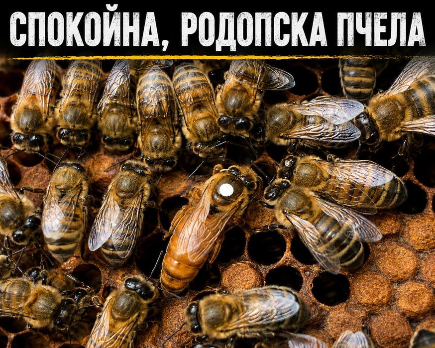 НАЛИЧНИ! Племенни пчелни майки  и отводки - Спокойни и нежилещи пчели
