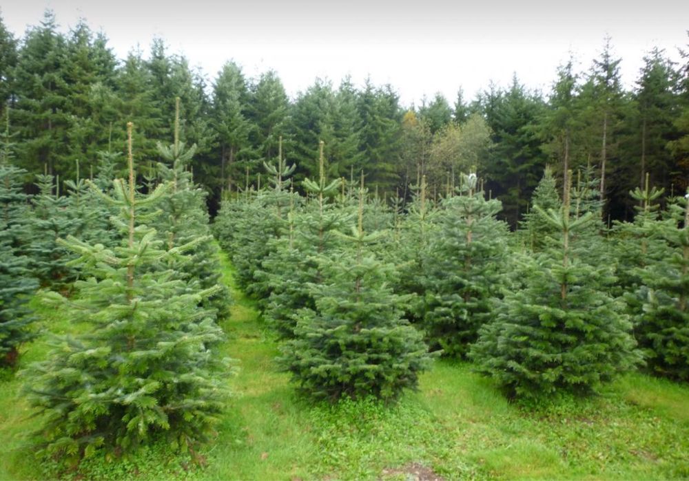 Саженцы оптом от 30 штук