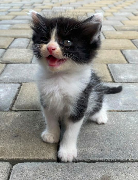 Отдам котят в добрые руки