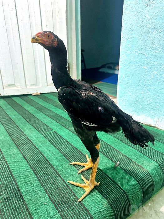 Joʻja sotiladi manzil Qiziltepa