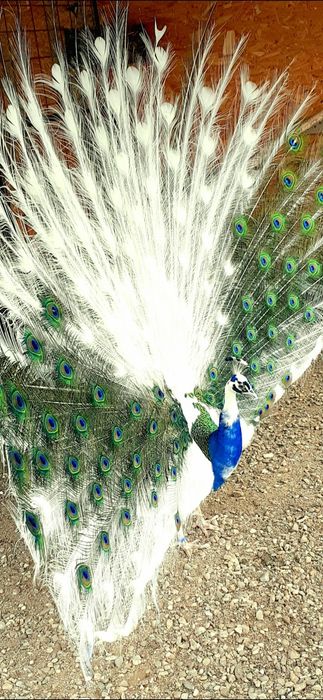 Femelă matură de paun Alb