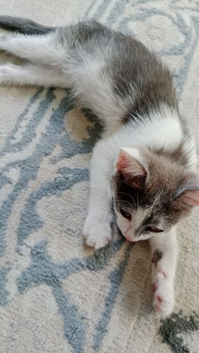 Котёнок очень ласковая