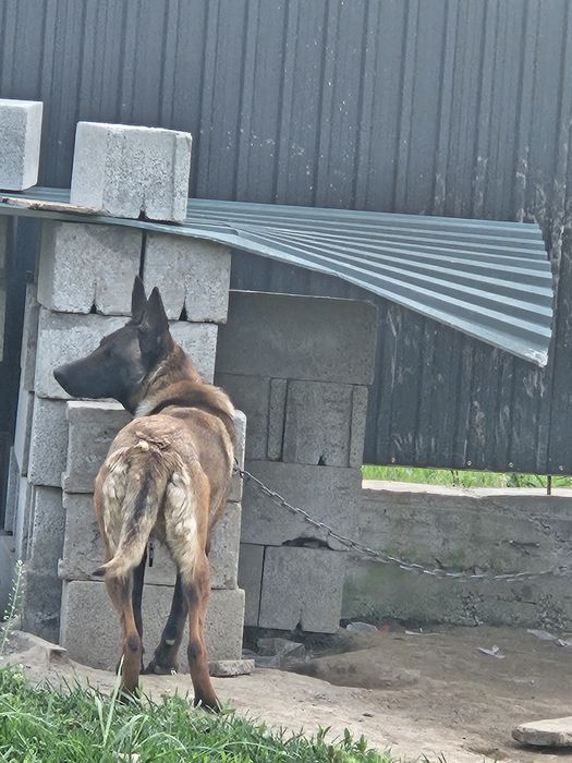 Продам бельгийский овчарка