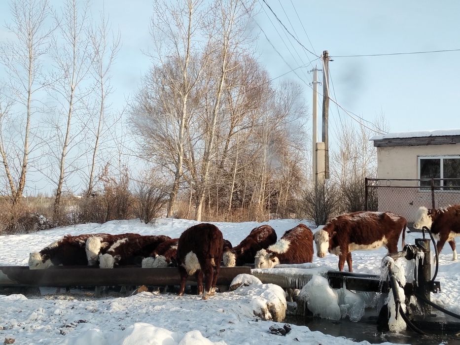 Бычки акбастар 26