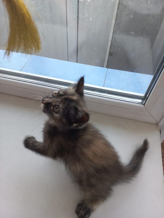 Отдам даром красивого котенка.девочку