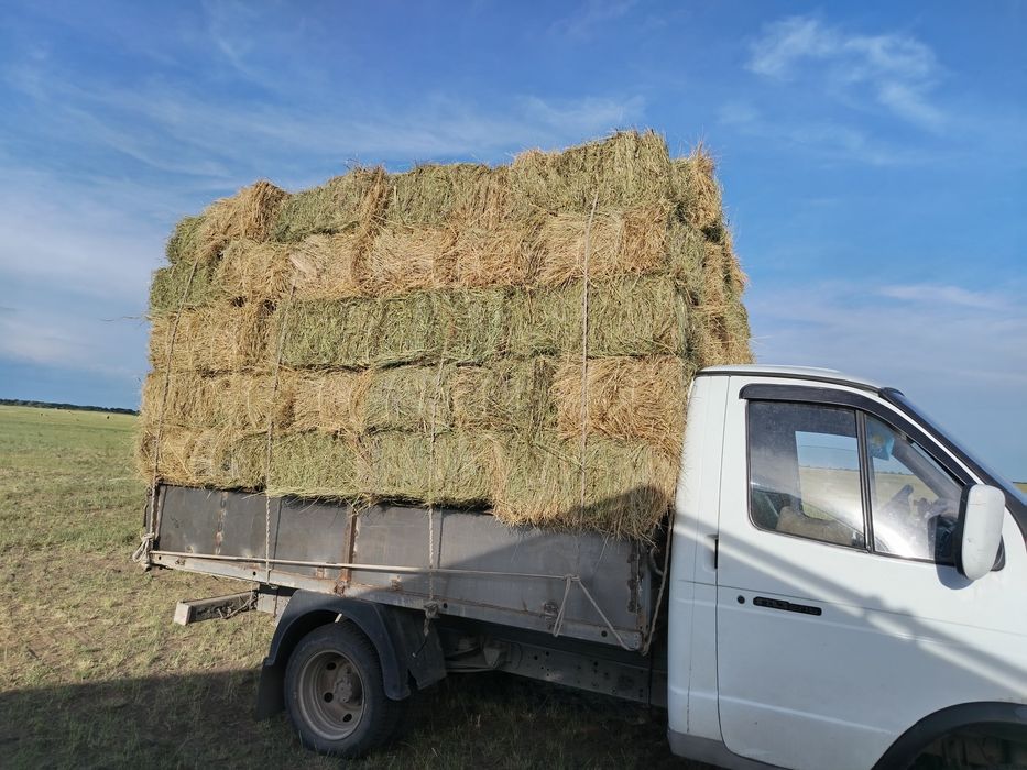 Продам сено в тюках по 1100 тнг