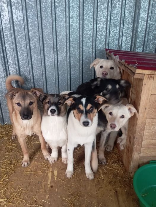 Дайте шанс на счастливую жизнь