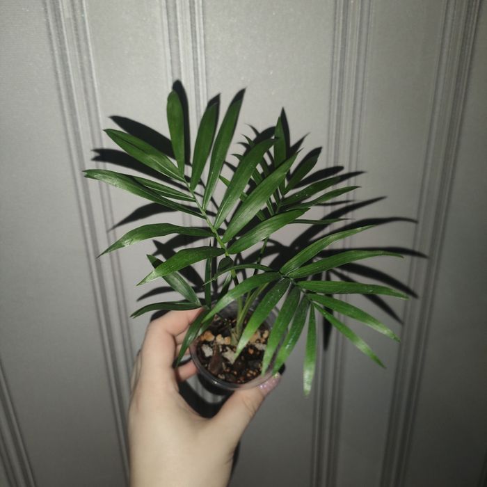 Цветы комнатные разные