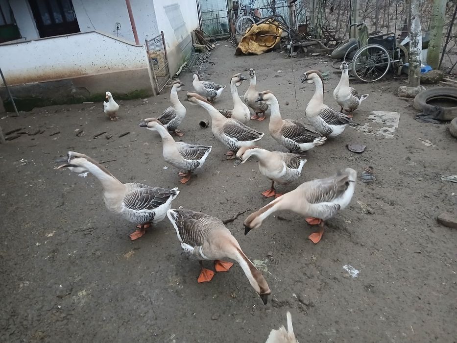 Vând gâște Africane