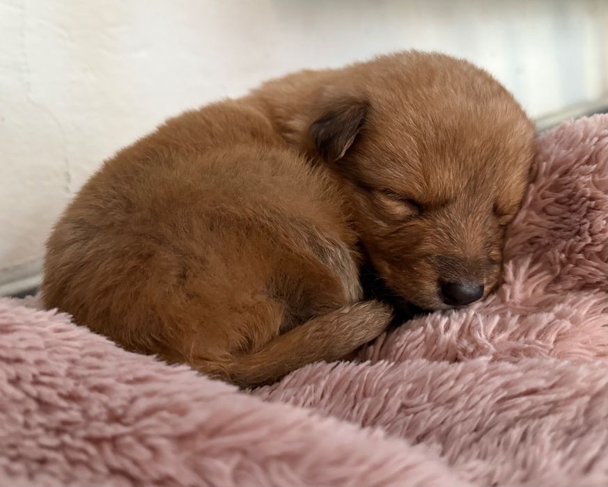 Милая девочка ищет дом