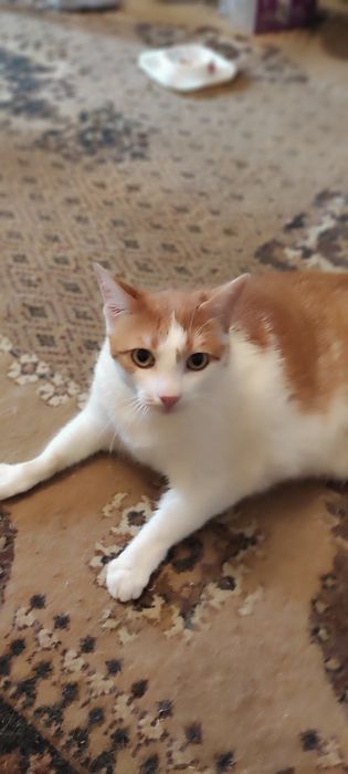 Pisică blândă și cuminte, spre adopție