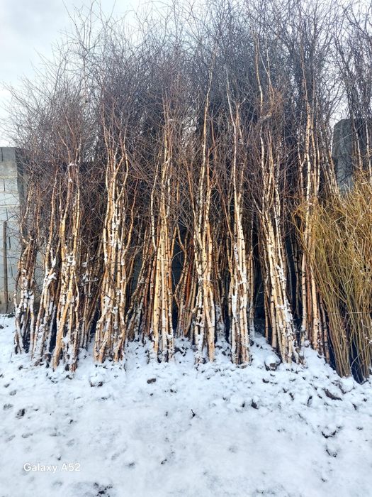 Продается саженцы оптом и в розницу