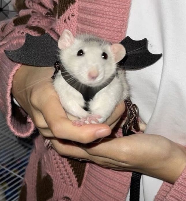 Vand sobolani dumbo de companie