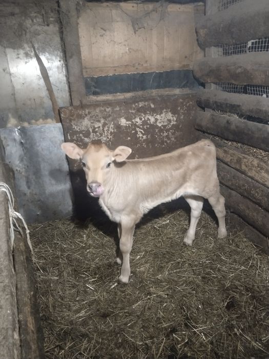 Продаются телята