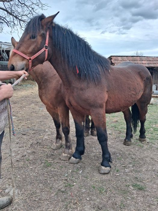 Manze de vanzare frumose