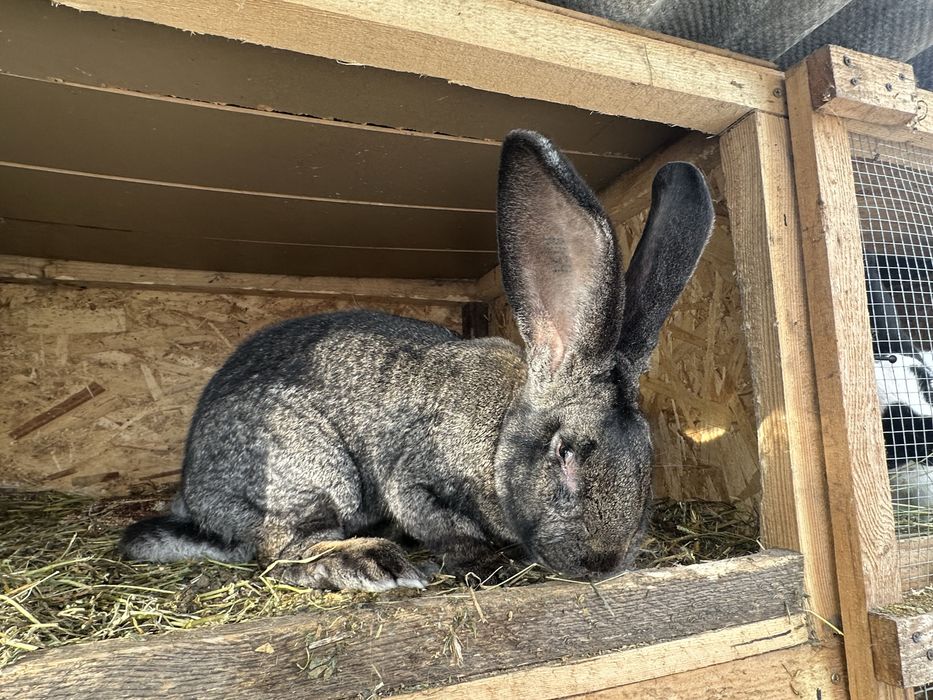 Vand iepuri diferite rase!!