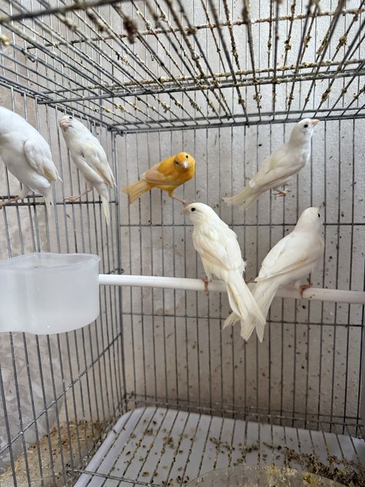 Канарейка самец самки белые по 400.000