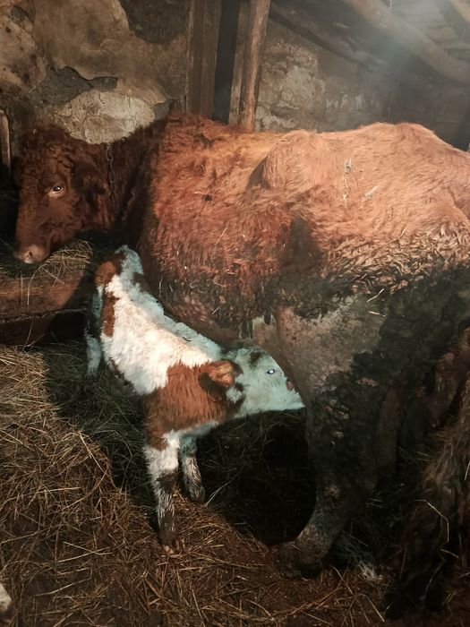 Продам две коровы с телятами