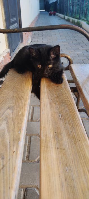 Котенка в хорошие руки