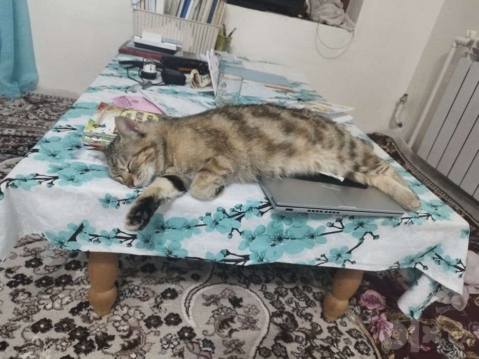 Chiroyli mushuk. Ozoda va mehribon