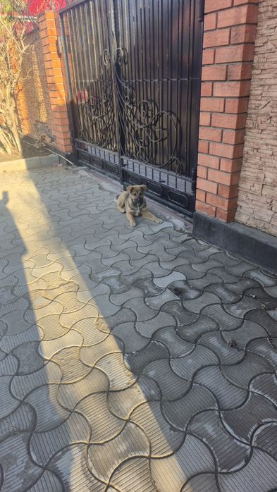 Отдам в добрые руки