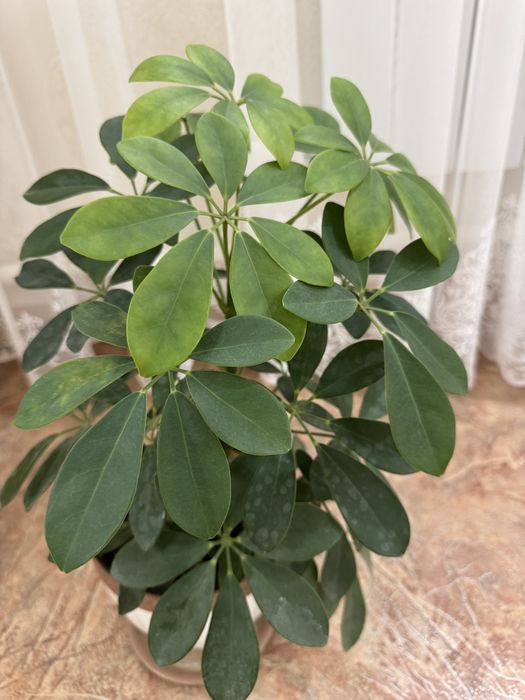 Продам комнатное растение Шефлеру