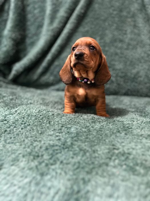 Mascul teckel cu Pedigree FCI