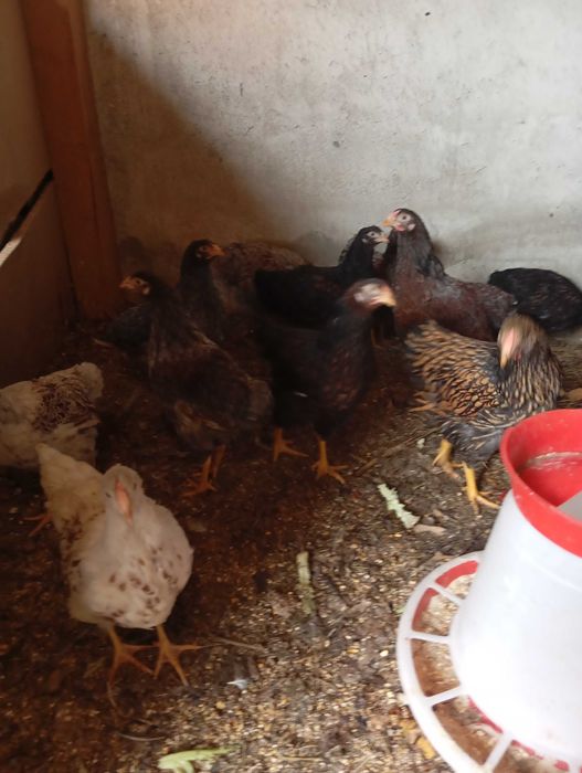 Vând/Schimb 10 puicute Wiandote de 6 luni pe iepuri.