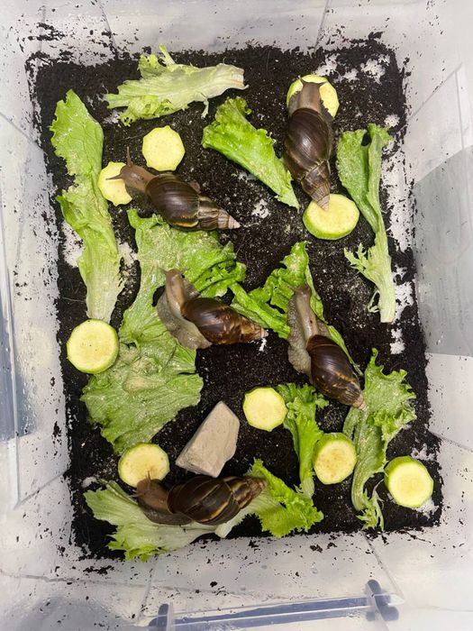 Улитки ахатины 5 тыс сумм