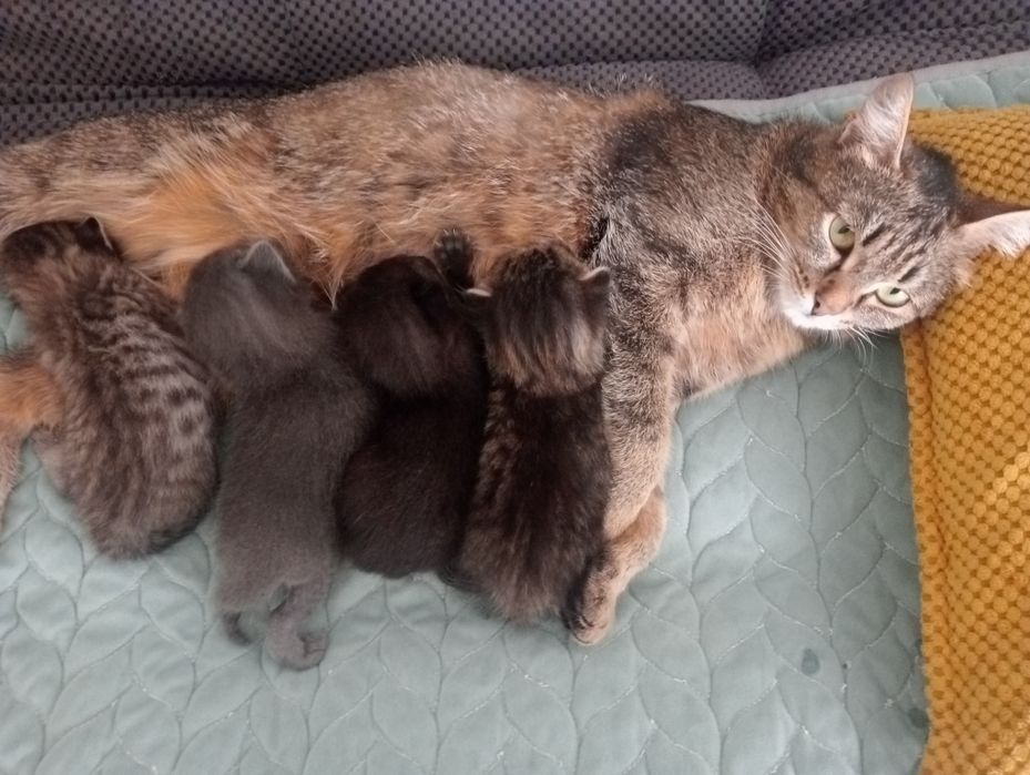 Отдам кошку с котятами