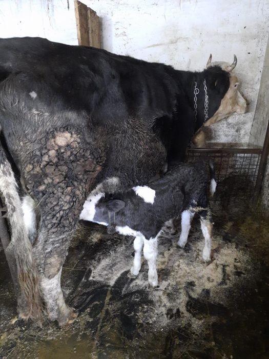 Vaca la prima fatare cu vitel