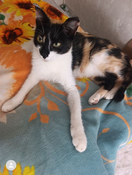 Котята трёхцветные