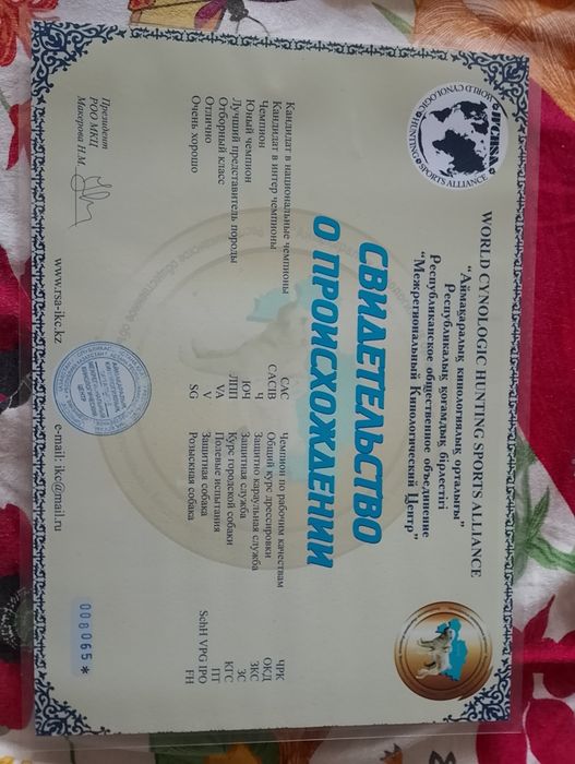 Вязка кобель чихуахуа