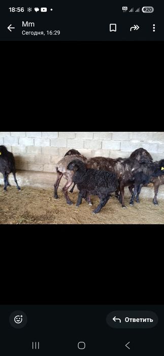 Козы козылар қозы қозылар кой қой