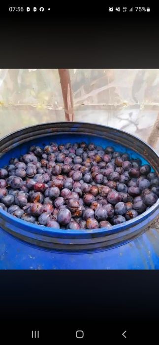 Fructe si legume