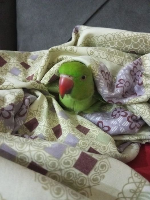 Продам ожерелового попугая