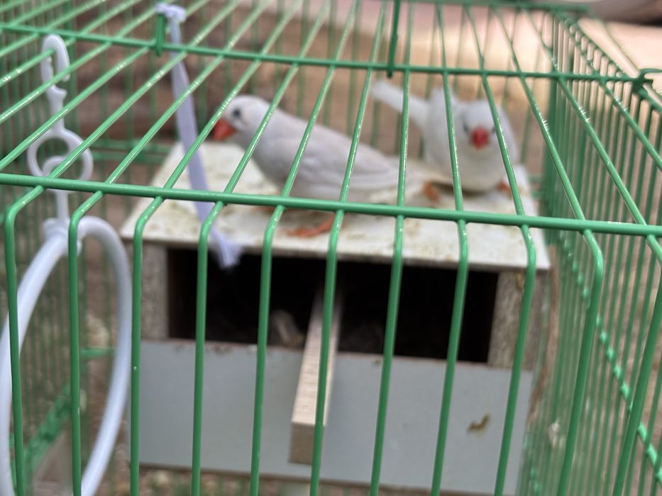 Амадинкалар сотилади