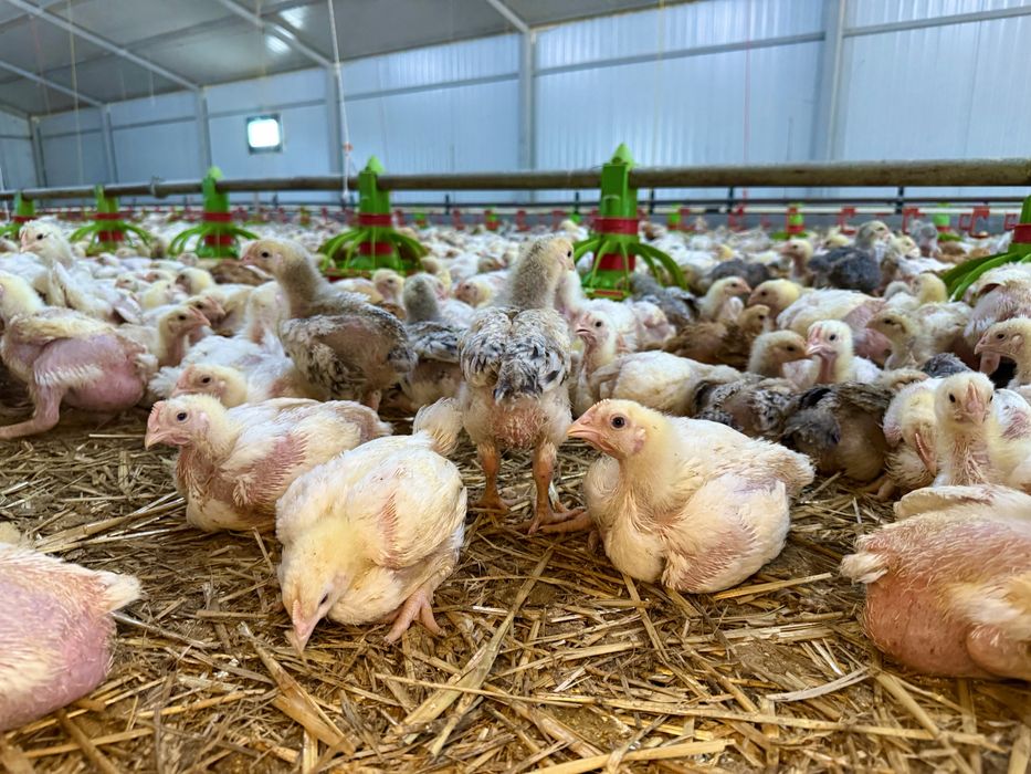 Pui de carne si rasa mixta