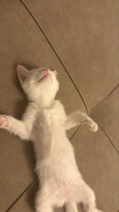 котенок белый голубоглазый
