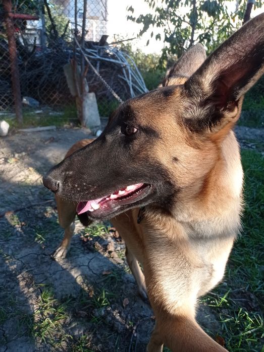 Vând bicicleta cu trei roți