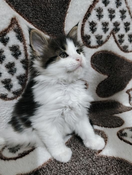 Мейнкун крупные котята !
