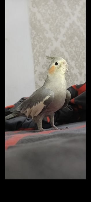 Продам попугая Корелла