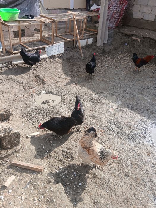 Qora tovug'lar sotiladi tuxum tug'adi narxi 150 ming donasi