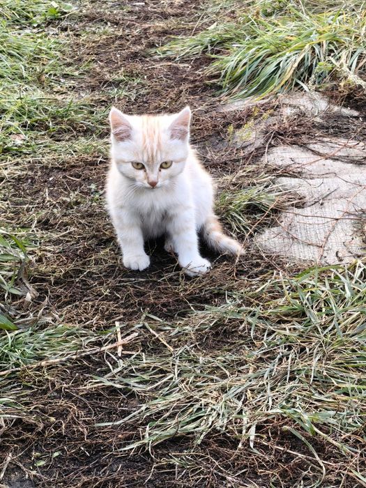 Отдам котят в хорошие руки