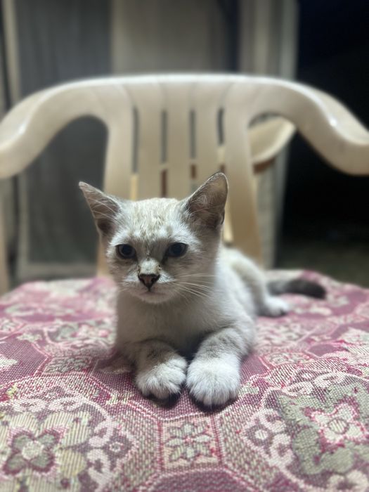 Отдам котят в добрый руки!!!