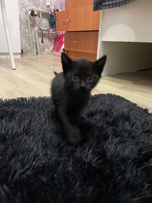 Отдам котят в хорошие руки