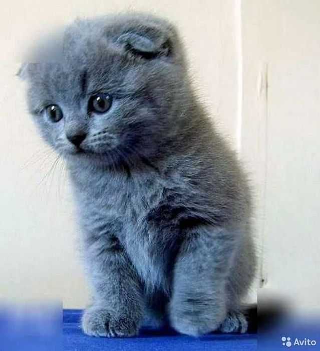 Вислоухий skotish fold  безторга