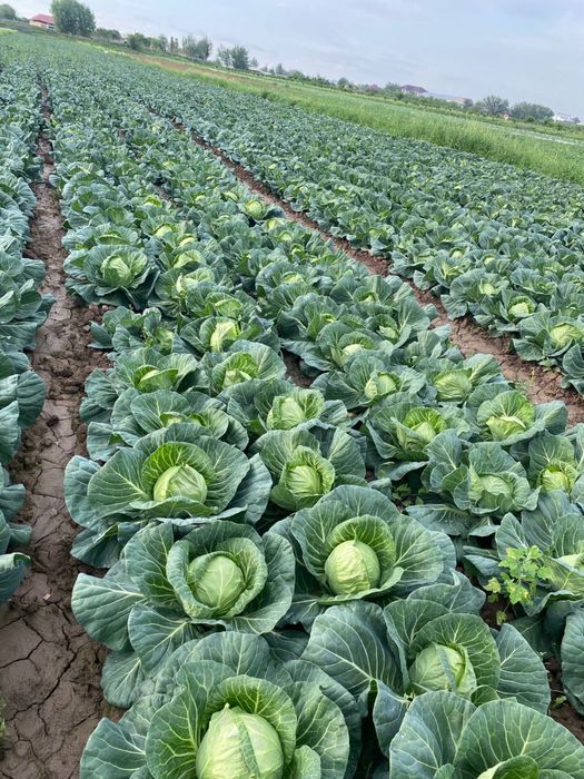 Капуста сатылады